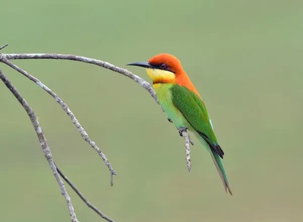 Bird (Comedores de abelhas de cabeça de castanha), Tailândia — Fotografia de Stock