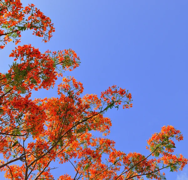 Smukke påfugl blomster med blå himmel, Thailand - Stock-foto