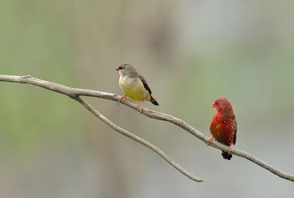 Fågel (röd tigerfink), thailand — Stockfoto