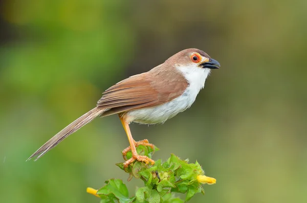 Bird (Yellow-eyed Babbler) , Thailand — Stock Photo, Image