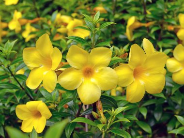 Allamanda, güzel bir sarı çiçek