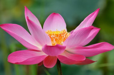 doğada pembe lotus çiçeği