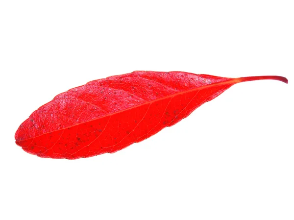 Red autumnl eaves isolated on white background — Stock Photo, Image