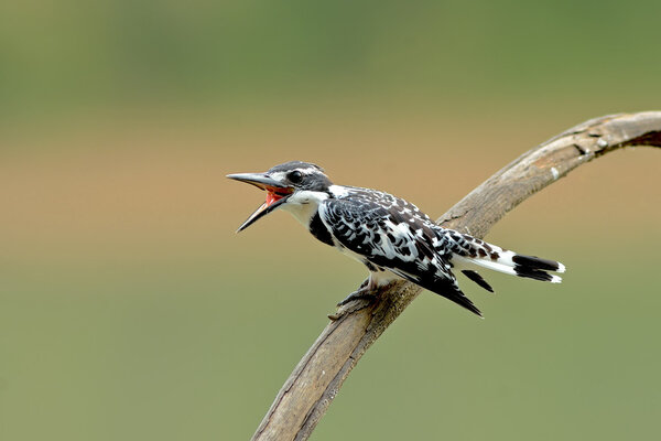 Bird (Pied kingfisher ) , Thailand