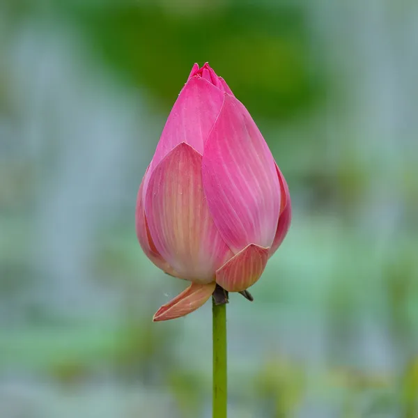 Flor de lótus rosa na natureza — Fotografia de Stock