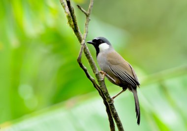 kuş (laughingthrush) siyah boğazlı, Tayland