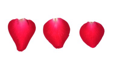 Beyaz arkaplanda gül yaprakları izole