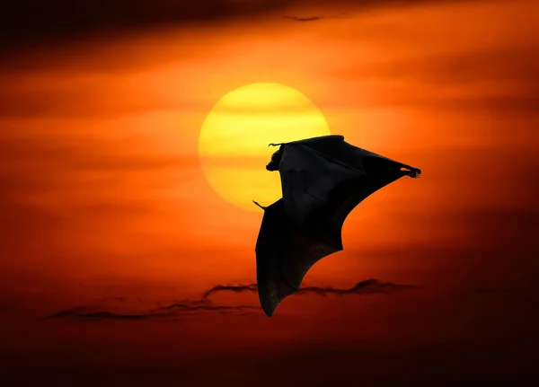 Vleermuizen vliegen bij zonsondergang — Stockfoto