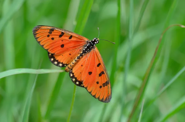 Vlinder, thailand — Stockfoto