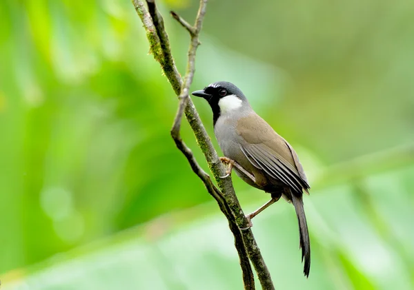 Bird (Black-throated Laughingthrush) , Thailand — Stock Photo, Image