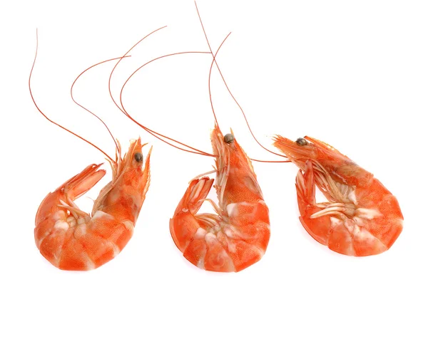 Fresh shrimp isolated on a white background — Stock Photo, Image