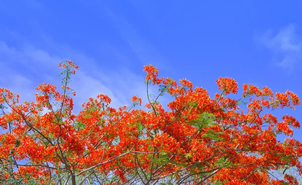 美丽的孔雀花，蓝蓝的天空，泰国 — 图库照片