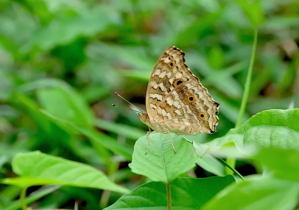 Vlinder, thailand — Stockfoto