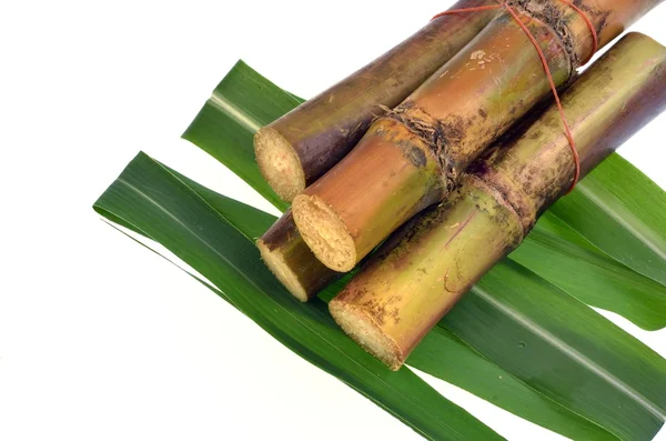 Sugar cane isolated on white background — Stock Photo, Image