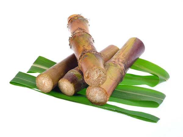 Sugar cane isolated on white background — Stock Photo, Image