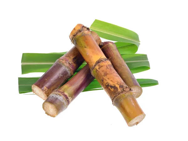 Sugar cane isolated on white background — Stock Photo, Image