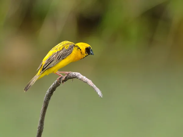 Bird (Asian Golden Weaver) , Thailand — Stock Photo, Image