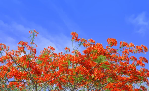 美丽的孔雀花，蓝蓝的天空，泰国 图库照片