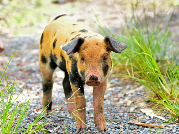 Speckled young pigs — Stock Photo, Image