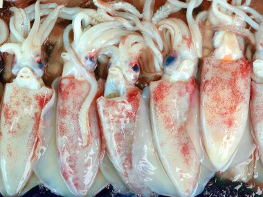 Fresh squid