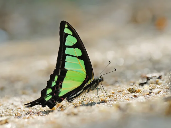 Mariposa (Botella azul vidriosa), Tailandia — Foto de Stock