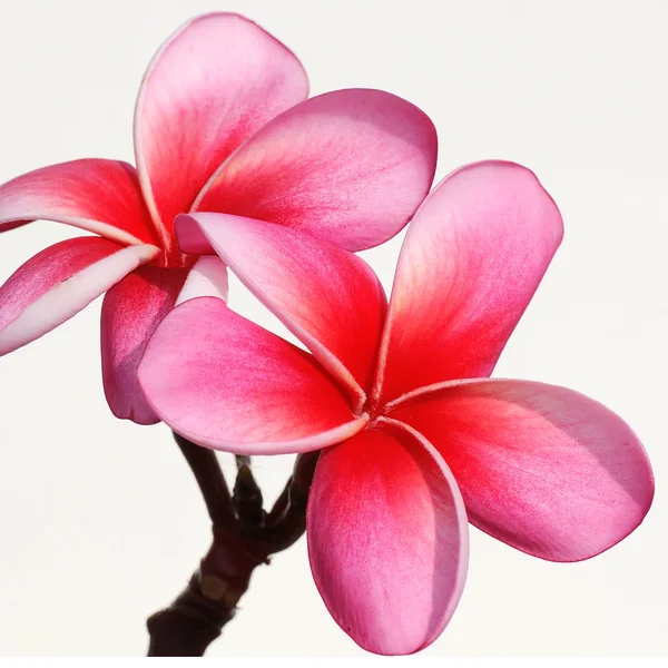 Frangipani flowers on the background — Stock Photo, Image