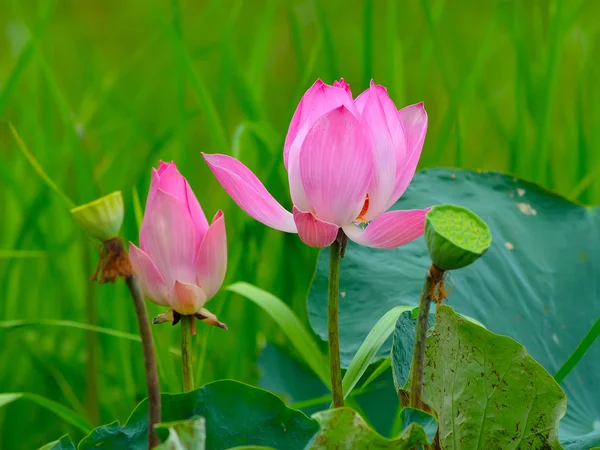 Flor de loto — Foto de Stock