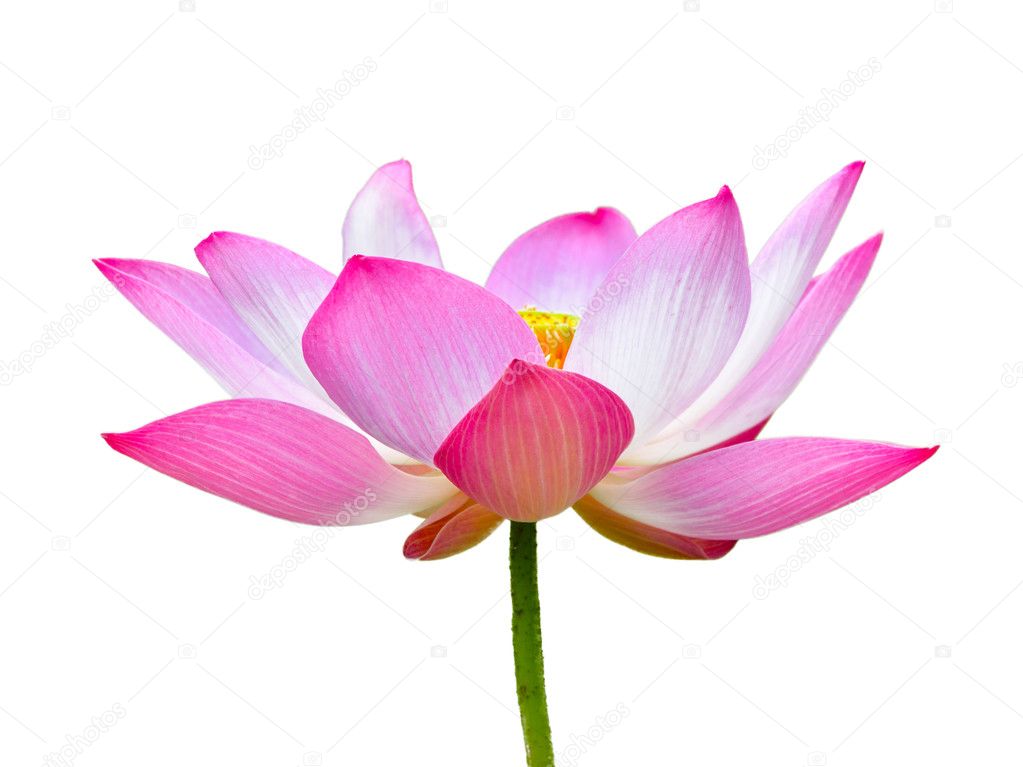 Lotus flower isolated on white background