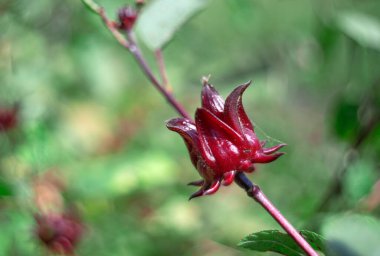 Bahçedeki Roselle meyvesi sağlıklı gıda alternatif bitki, ilaç ve içecek.