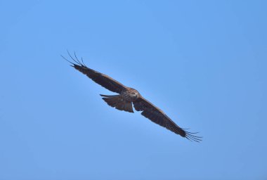 Yırtıcı kuş Kara Uçurtma ya da Pariah uçurtması Bilimsel adı Milvus Migrans. Gökyüzünde uçan şahin.