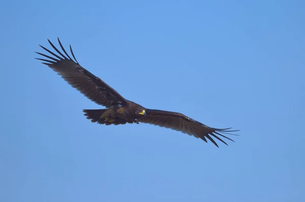 Greater Spotted Eagle Vliegen Blauwe Lucht Achtergrond — Stockfoto