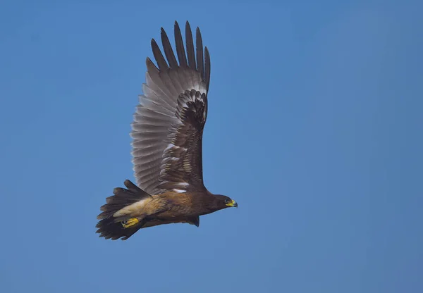 Großer Gefleckter Adler Fliegt Auf Blauem Himmel — Stockfoto