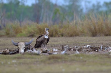 Himalaya Griffon Akbaba Gyps himalayensis Statüsü Tayland 'a gelen ve Pak Phli Koruma Alanındaki leşleri yiyen nadir bir kış ziyaretçisidir..