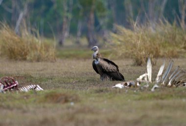 Himalaya Griffon Akbaba Gyps himalayensis Statüsü Tayland 'a gelen ve Pak Phli Koruma Alanındaki leşleri yiyen nadir bir kış ziyaretçisidir..