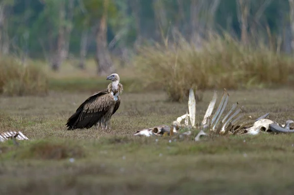 Himalayan Griffon Vulture Gyps Himalayensis Status Very Rare Winter Visitor Stok Foto