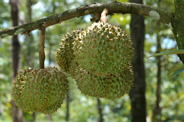 Durianos Árvore Duriana Pomar Duriano Rei Fruto — Fotografia de Stock