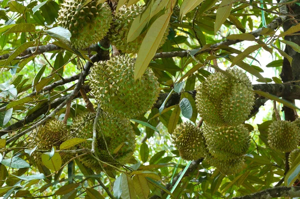 Durianos Árvore Duriana Pomar Duriano Rei Fruto — Fotografia de Stock