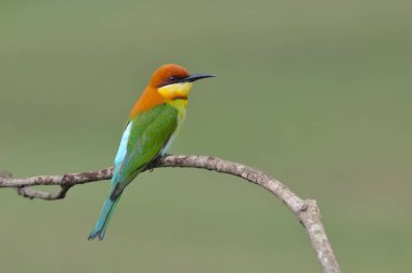 yaratık, renkli, vahşi, hayvan, yakın çekim, hızlı, güneş ışığı, çevre, tropikal, açık hava, turuncu, güzellik, thai, Asya, Asya, doğa, dinlenme, yeşil, av, yaban hayatı, park, kestane rengi, merops, thailand, kuş, beyaz, özgürlük, b