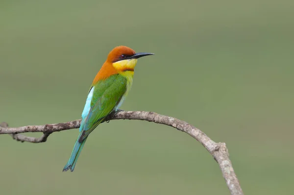 Creatura Colorato Selvaggio Animale Primo Piano Veloce Luce Del Sole — Foto Stock