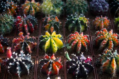 Bahçede güzel bir kaktüs.