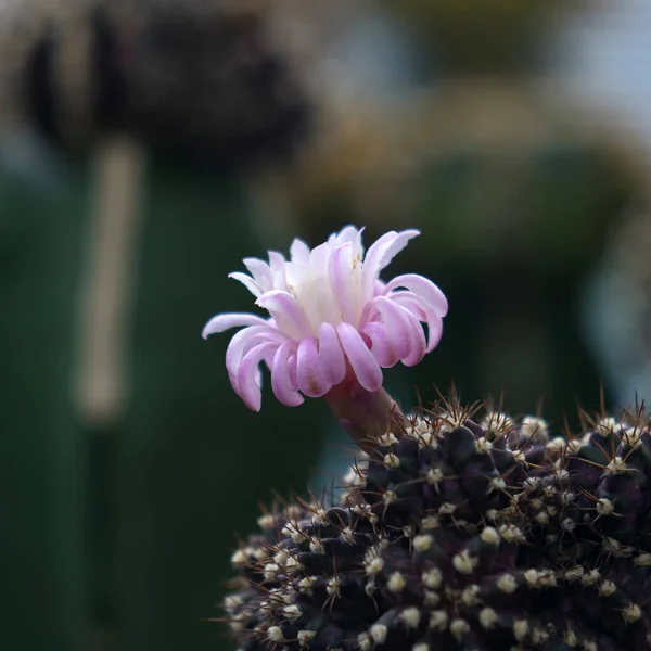 Flores Cactus Mammillaria Schumannii — Foto de Stock
