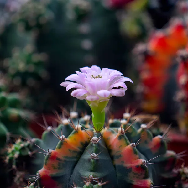 Kaktusz Virága Mammilyaria Schumannii — Stock Fotó