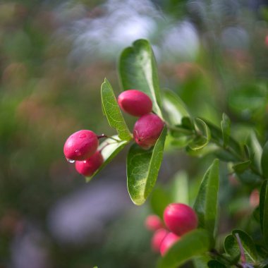Bahçedeki ağaçta esneyen kireç yumağı..