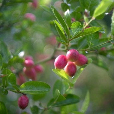 Bahçedeki ağaçta esneyen kireç yumağı..