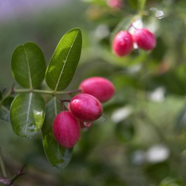Bahçedeki ağaçta esneyen kireç yumağı..