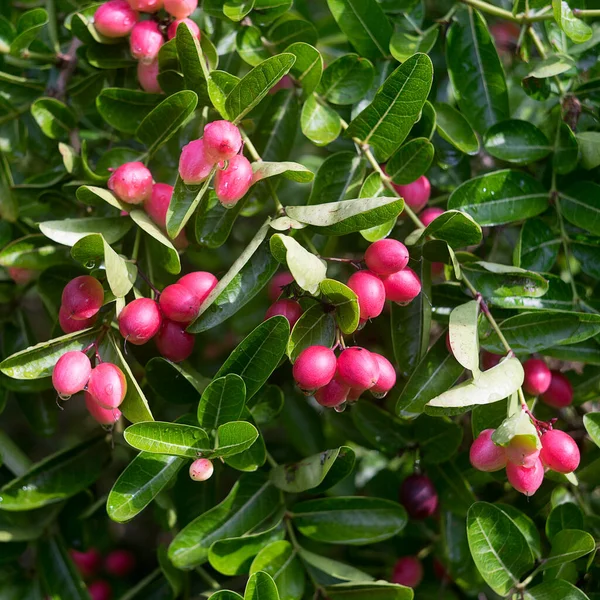 Bahçedeki ağaçta esneyen kireç yumağı..