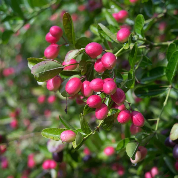 Mango Gäspande Lime Boo Träd Trädgården — Stockfoto