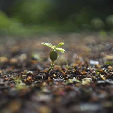 Tohumlar verimli topraklardan yetişiyor..