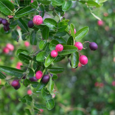 Bahçedeki ağaçta esneyen kireç yumağı..