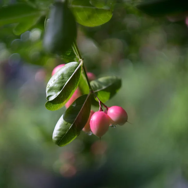 Gähnende Mango Linde Auf Baum Garten — Stockfoto